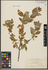 Foto von Salix hastata L.